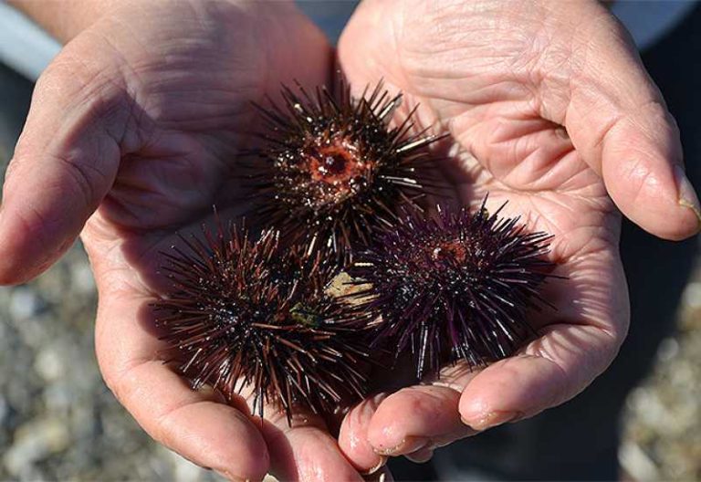 Kako da sami izvadite bodlje od morskog ježa?