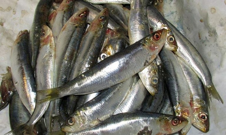 Hrvatska povlači sa tržišta sardine poznate robne marke