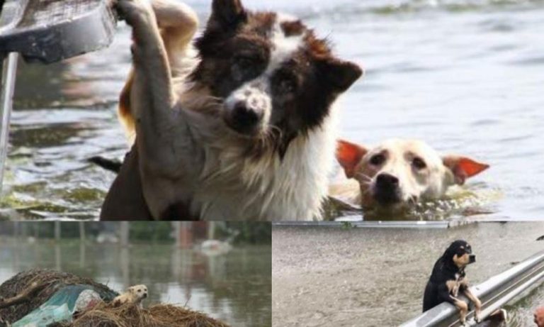 U slovenačkim poplavama izgubljene su brojne životinje, fotografije slamaju srca