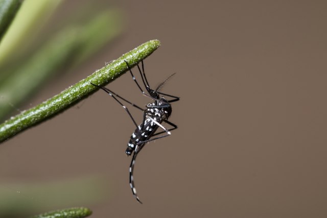 Tigrasti komarac koji prenosi denga virus prisutan i u Srbiji: Može da izazove još tri stanja