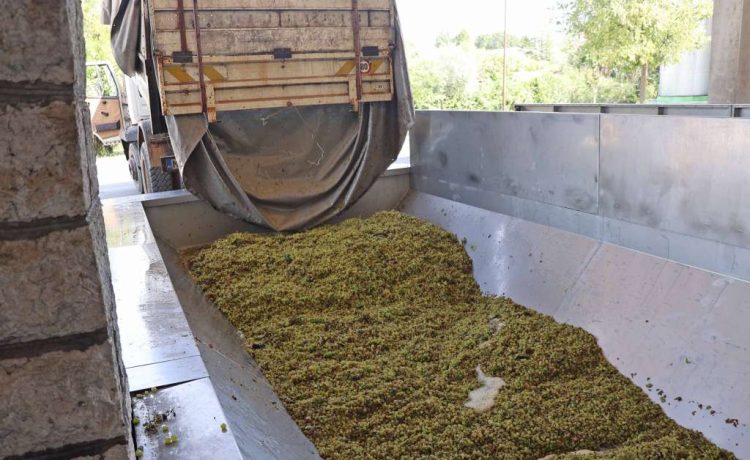Počela berba grožđa u Hercegovini, vinogradari imali jednu od najlošijih godina