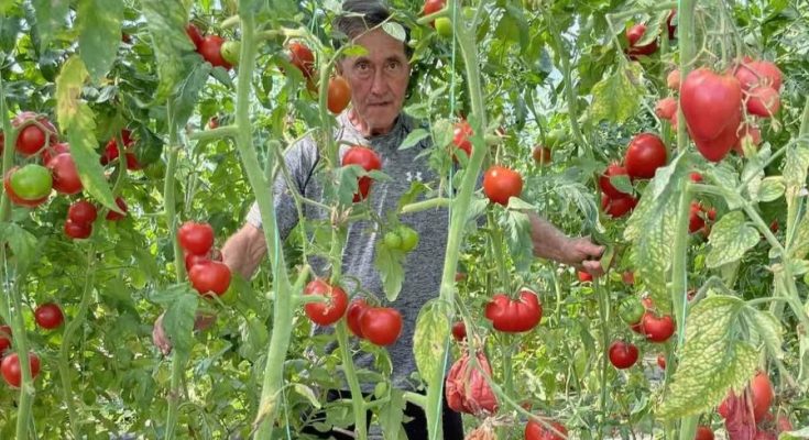 Kod Himza Mušovića raste džinovski čeri paradajz: Skuplje je od zlata, ali donosi odličnu zaradu