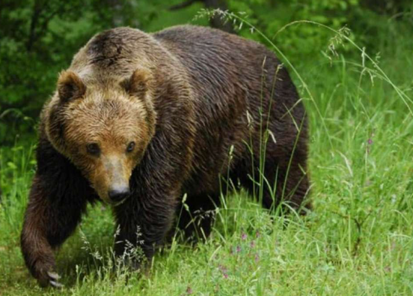 Medvjedi šetaju ulicama Kupresa, lovačka društva nemoćna