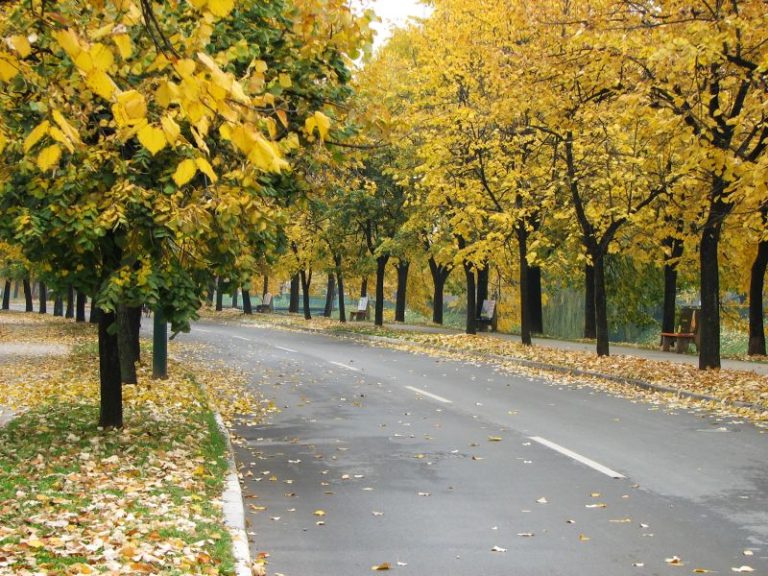 Hoće li Vilsonovo šetalište dobiti status spomenika prirode?