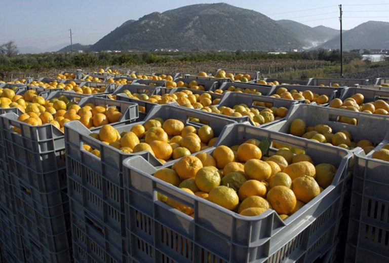 U neretvanskim mandarinama pronađen opasni pesticid. Završile na tržištu u BiH