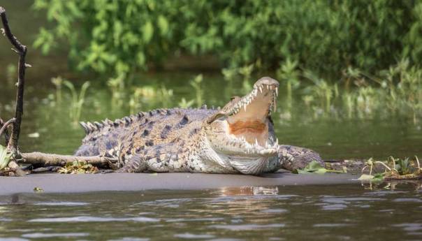 UMALO DA GA UBIJE: Krokodil ga napao kraj vode, a onda ga je muškarac ugrizao za NAJNEZGODNIJE MJESTO, evo šta se desilo!