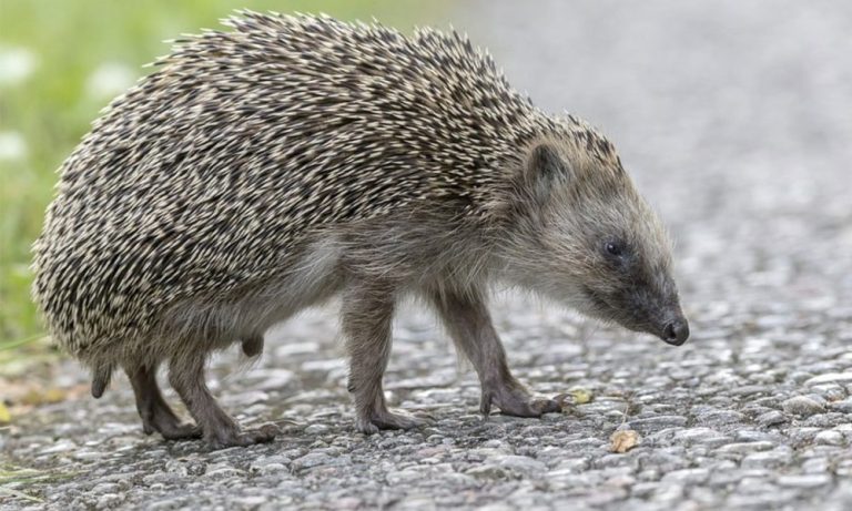 Evropski jež životinja godine u Njemačkoj