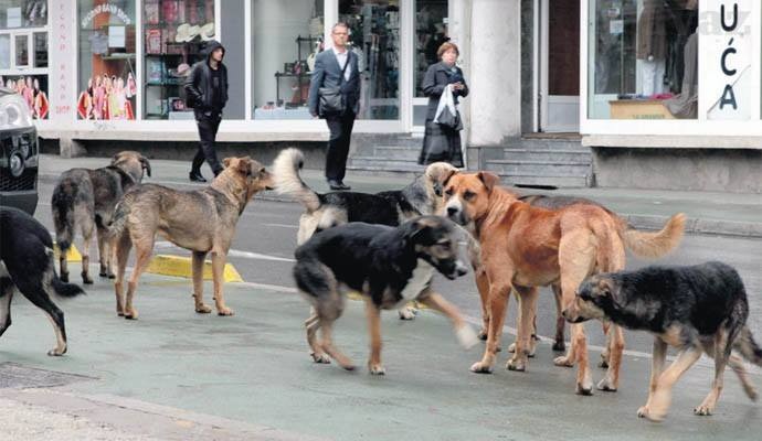 Neodgovorni vlasnici: U KS trenutno na ulicama oko 6.000 napuštenih pasa